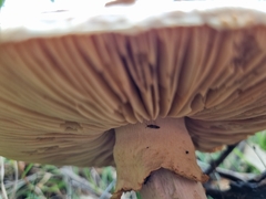 Amanita ochrophylla