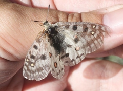 Parnassius smintheus