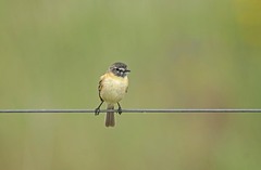 Polystictus pectoralis