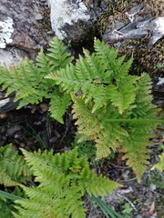 Davallia canariensis