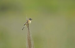 Polystictus pectoralis