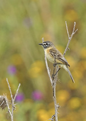Polystictus pectoralis