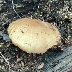 Pluteus romellii