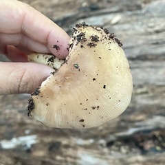 Pluteus romellii