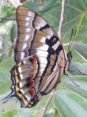 Polyura pyrrhus