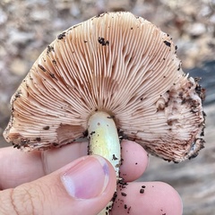 Pluteus romellii