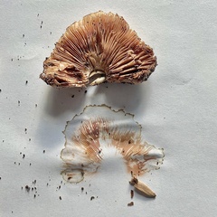 Pluteus romellii