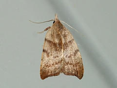 Tortricopsis euryphanella