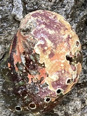 Haliotis kamtschatkana