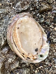 Haliotis kamtschatkana