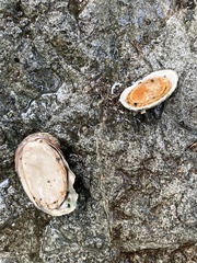 Haliotis kamtschatkana