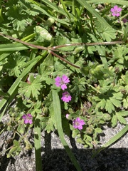 Geranium molle