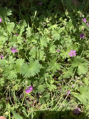 Geranium molle