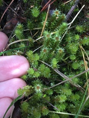 Breutelia pendula