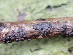 Annulohypoxylon