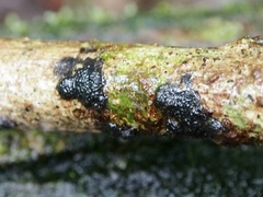 Annulohypoxylon