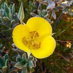 Calochortus concolor