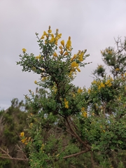 Genista canariensis image