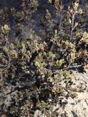 Arctostaphylos myrtifolia