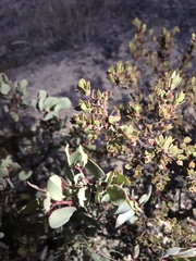 Arctostaphylos myrtifolia