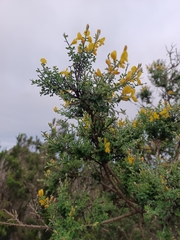 Genista canariensis image