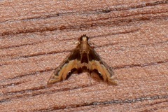 Acentropinae