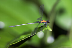 Austroargiolestes chrysoides