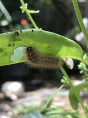 Spilosomina