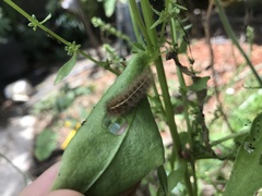 Spilosomina