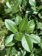 Euonymus