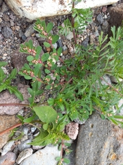 Euphorbia indivisa