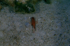 Vincentia