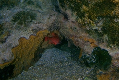 Vincentia