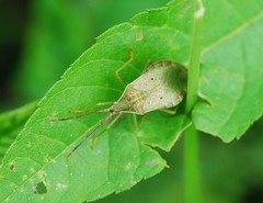 Homoeocerus dilatatus