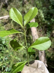 Euonymus