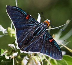 Phocides lilea