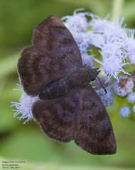 Pellicia arina