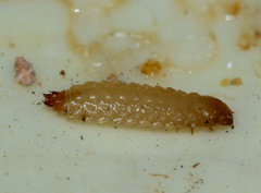 Nitidulidae