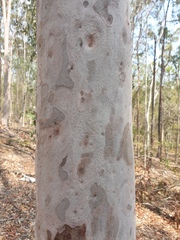 Corymbia