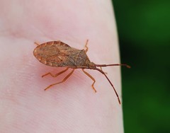 Homoeocerus dilatatus