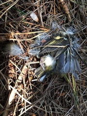 Acanthisitta chloris