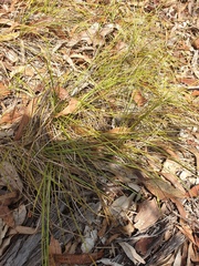 Lomandra multiflora