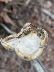 Phylloporia amplectens