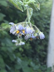Solanum alphonsei