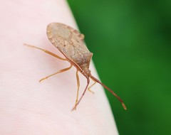 Homoeocerus dilatatus