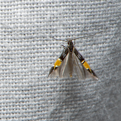 Cosmopterix