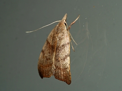 Tortricopsis euryphanella