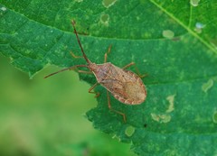 Homoeocerus dilatatus