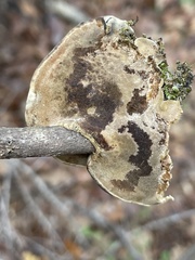 Phylloporia amplectens