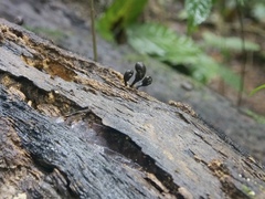Xylaria schweinitzii